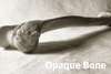 Squid Opaque Bone 137cm